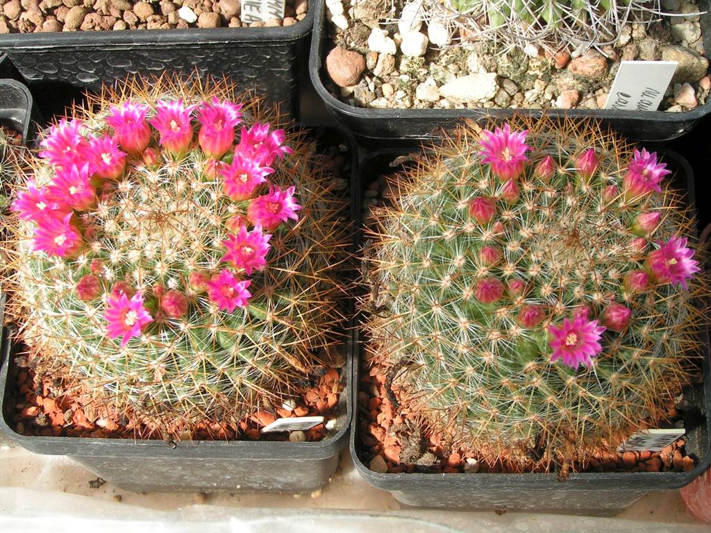 Mammillaria weisingerii